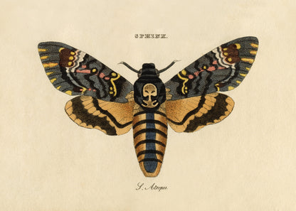 Death's Head Hawkmoth Print – antique art print from Ninska Designs