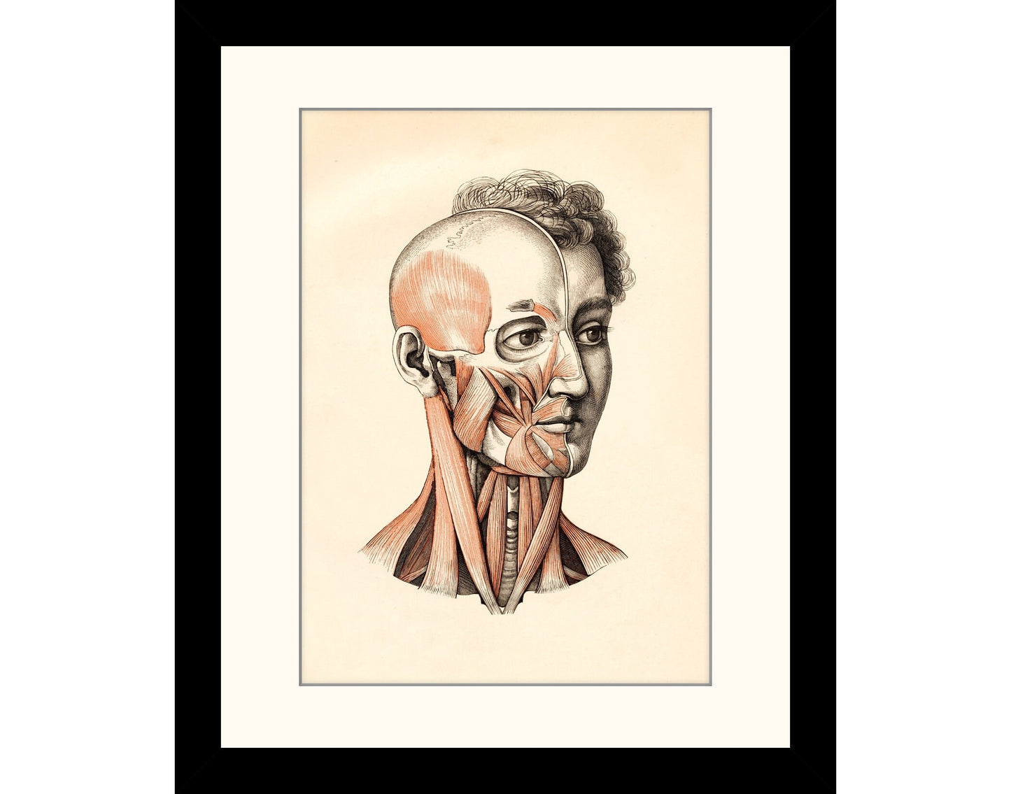 Anatomical Print