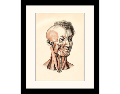 Anatomical Print