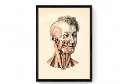Anatomical Print