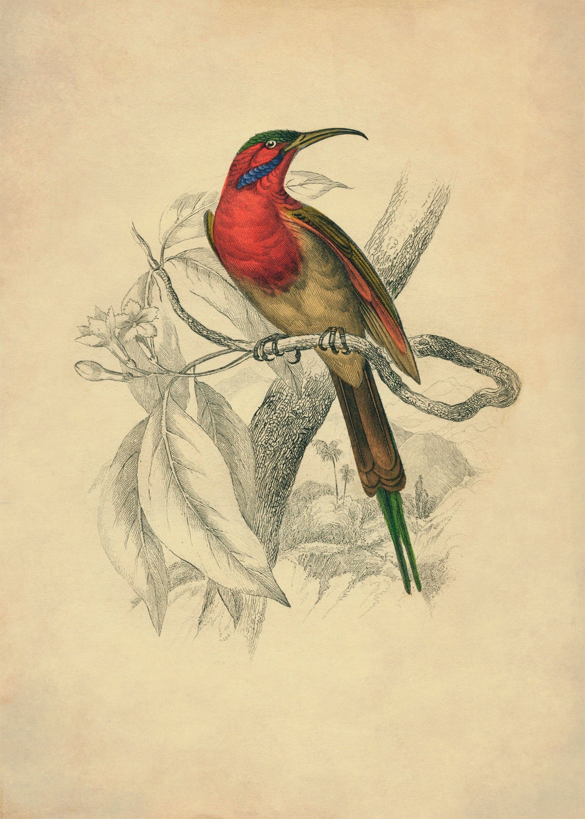 Sunbird Print – antique art print from Ninska Designs