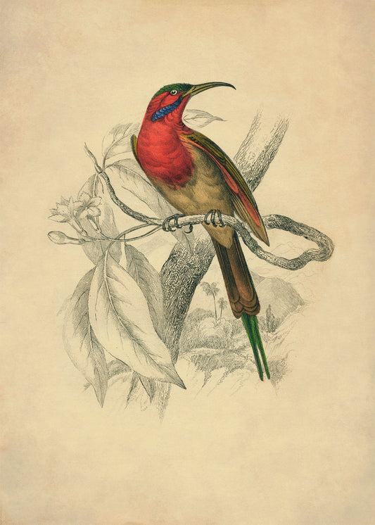 Sunbird Print – antique art print from Ninska Designs