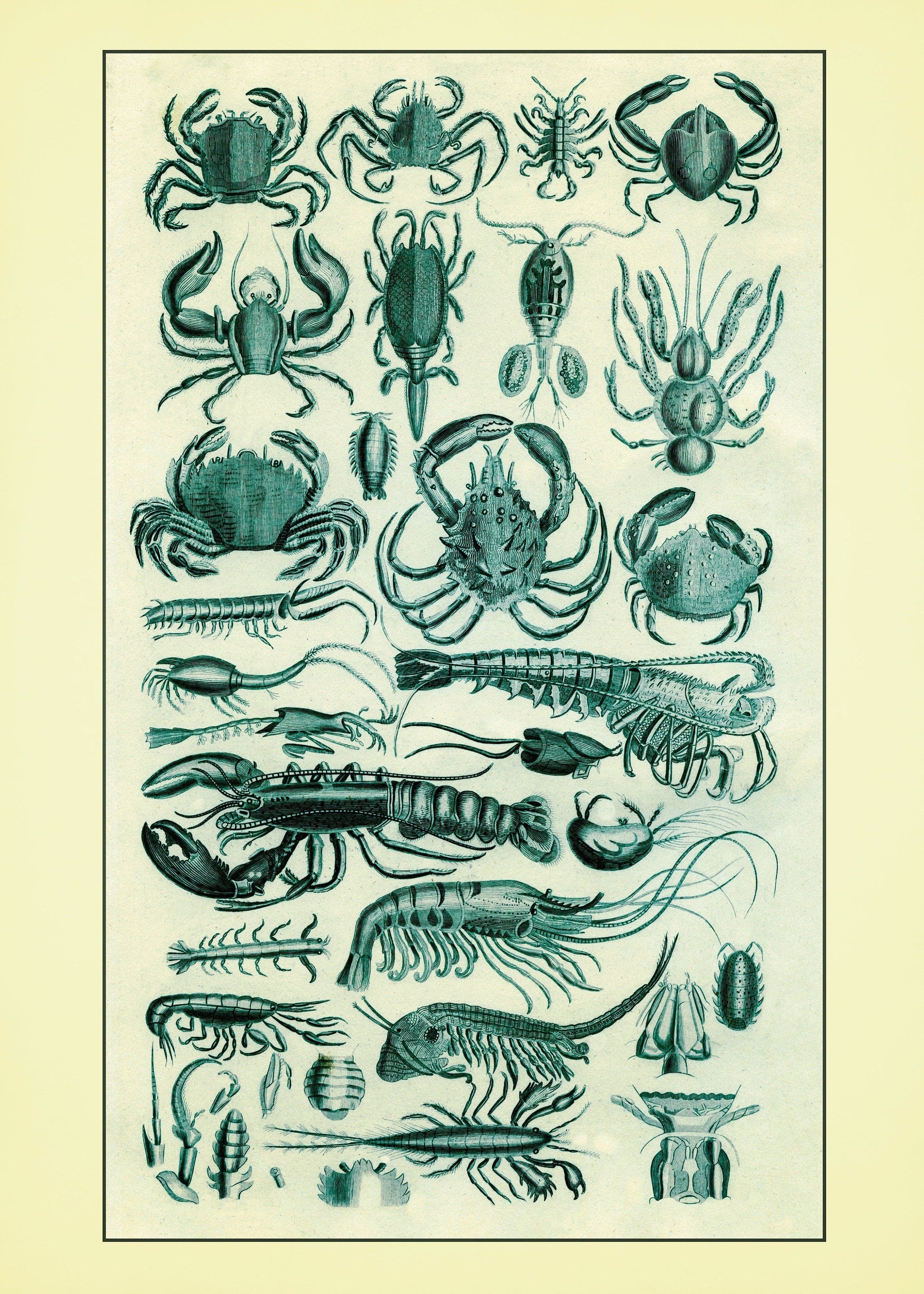 Crustaceans – antique art print from Ninska Designs