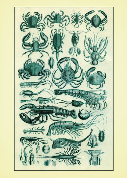 Crustaceans – antique art print from Ninska Designs