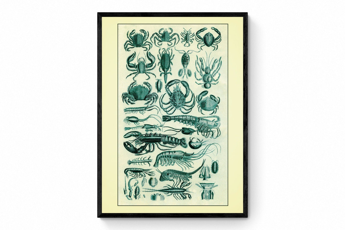 Crustaceans - Crab - Lobster - Shrimp - Antique Reproduction - Marine Wildlife - Bathroom Decor - Retro Wall Decor - Available Framed