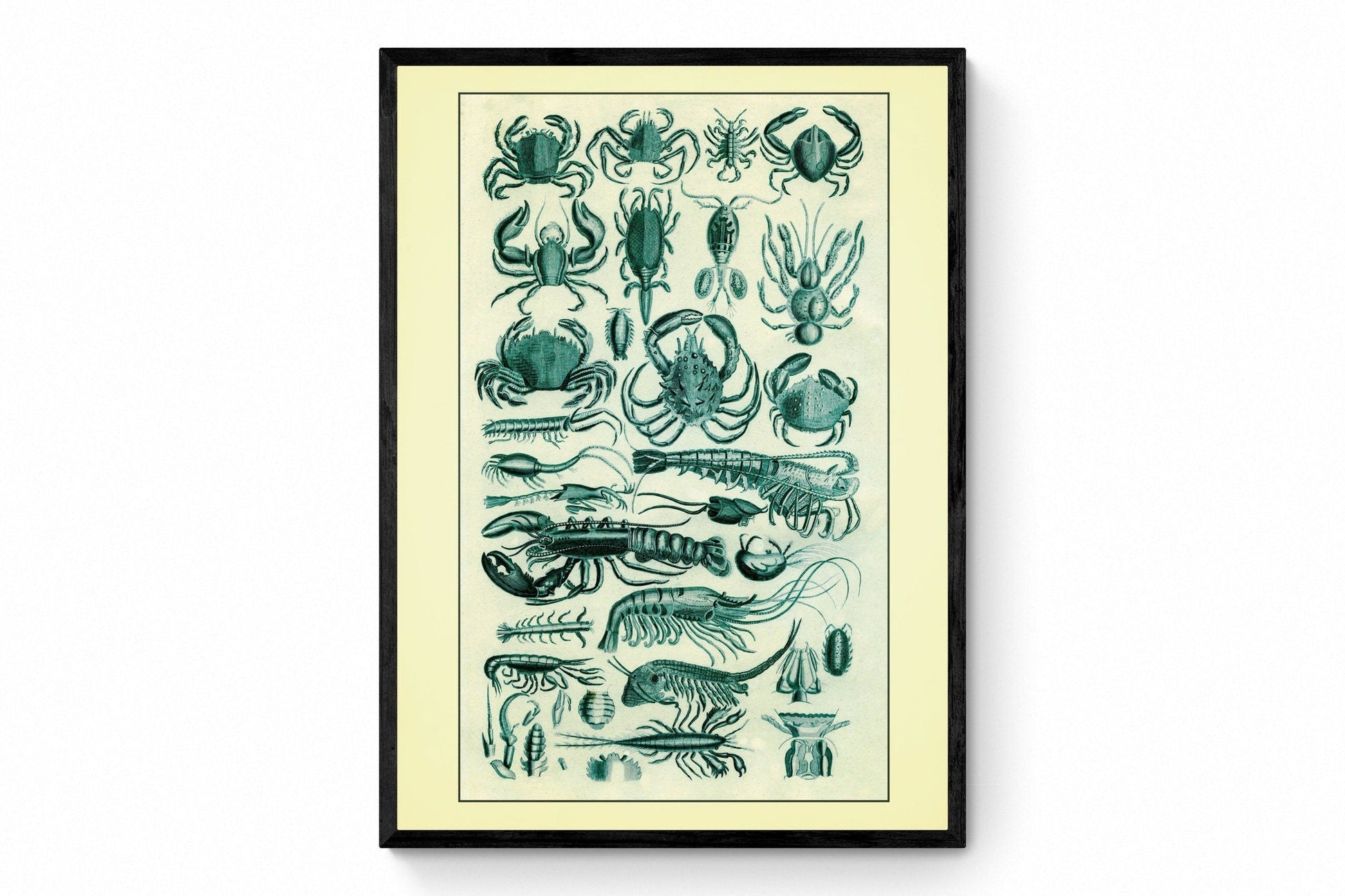 Crustaceans - Crab - Lobster - Shrimp - Antique Reproduction - Marine Wildlife - Bathroom Decor - Retro Wall Decor - Available Framed
