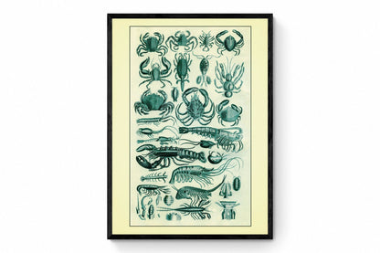 Crustaceans - Crab - Lobster - Shrimp - Antique Reproduction - Marine Wildlife - Bathroom Decor - Retro Wall Decor - Available Framed