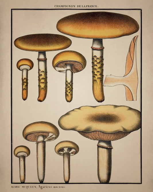 Fungi Mushroom Print – antique art print from Ninska Designs