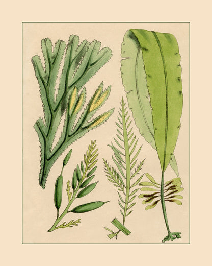Seaweed Print – antique art print from Ninska Designs