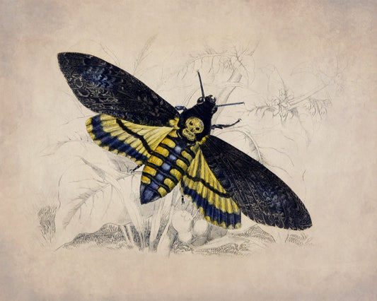 Death's Head Hawkmoth Print – antique art print from Ninska Designs