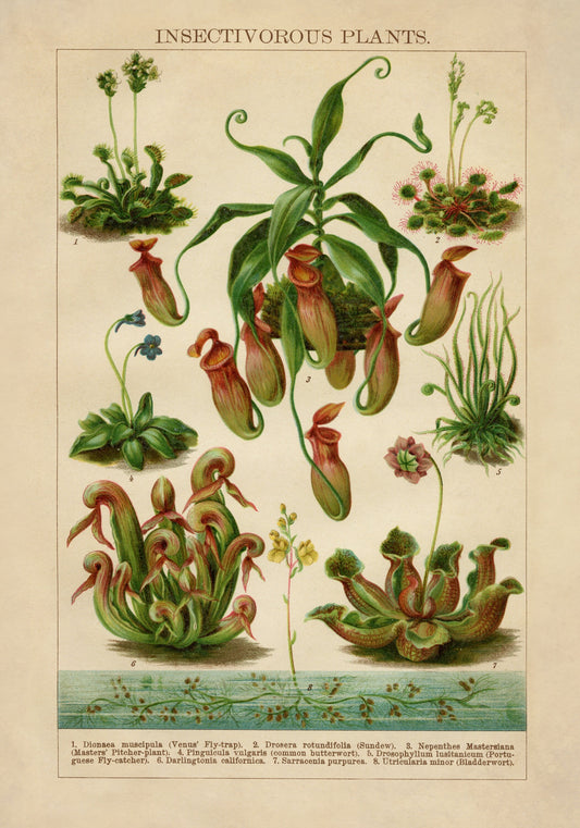 Insectivorous Plants Antique Reproduction – antique art print from Ninska Designs