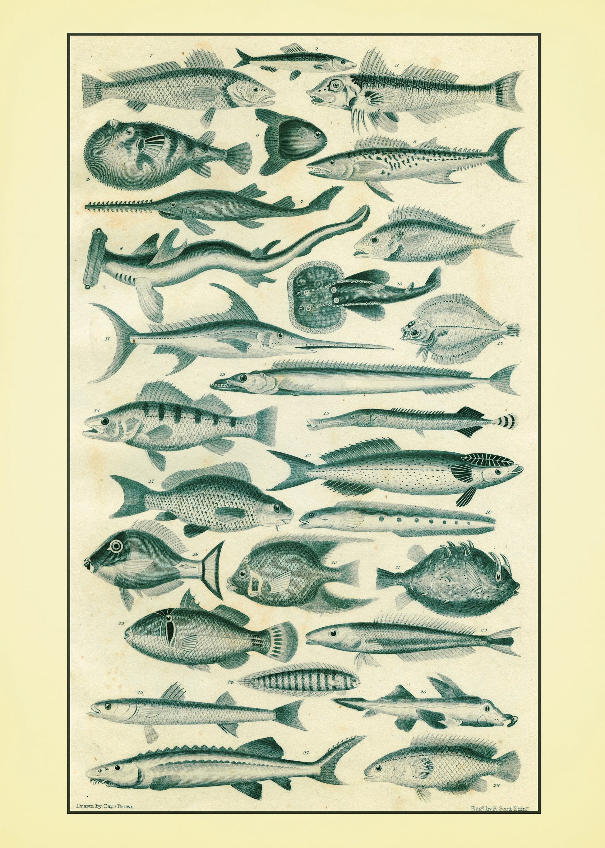 Fishes Set of 2 Prints - Antique Reproduction - Ocean Decor - Encyclopaedia Illustration - Vintage Wall Art - Available Framed