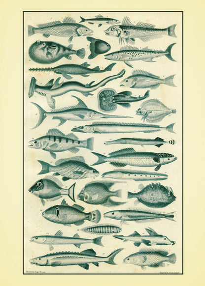Fishes Set of 2 Prints - Antique Reproduction - Ocean Decor - Encyclopaedia Illustration - Vintage Wall Art - Available Framed