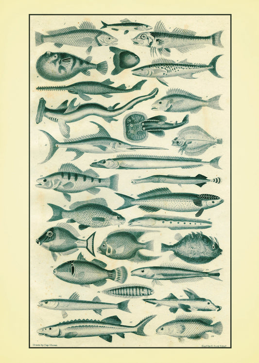 Fishes Set of 2 Prints - Antique Reproduction - Ocean Decor - Encyclopaedia Illustration - Vintage Wall Art - Available Framed