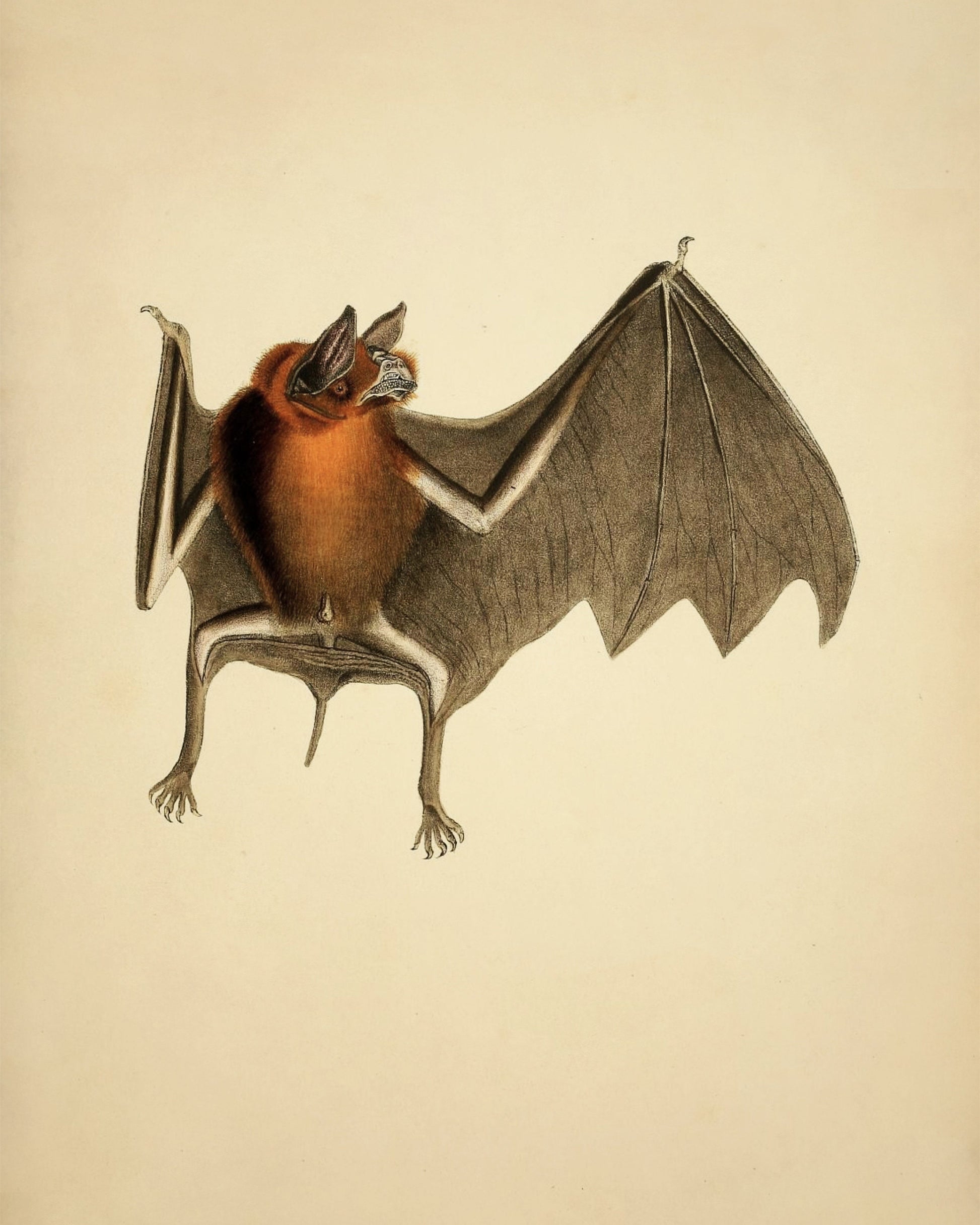 Bat Print - (Chilonycteris rubiginosa) - Antique Reproduction - Available Framed