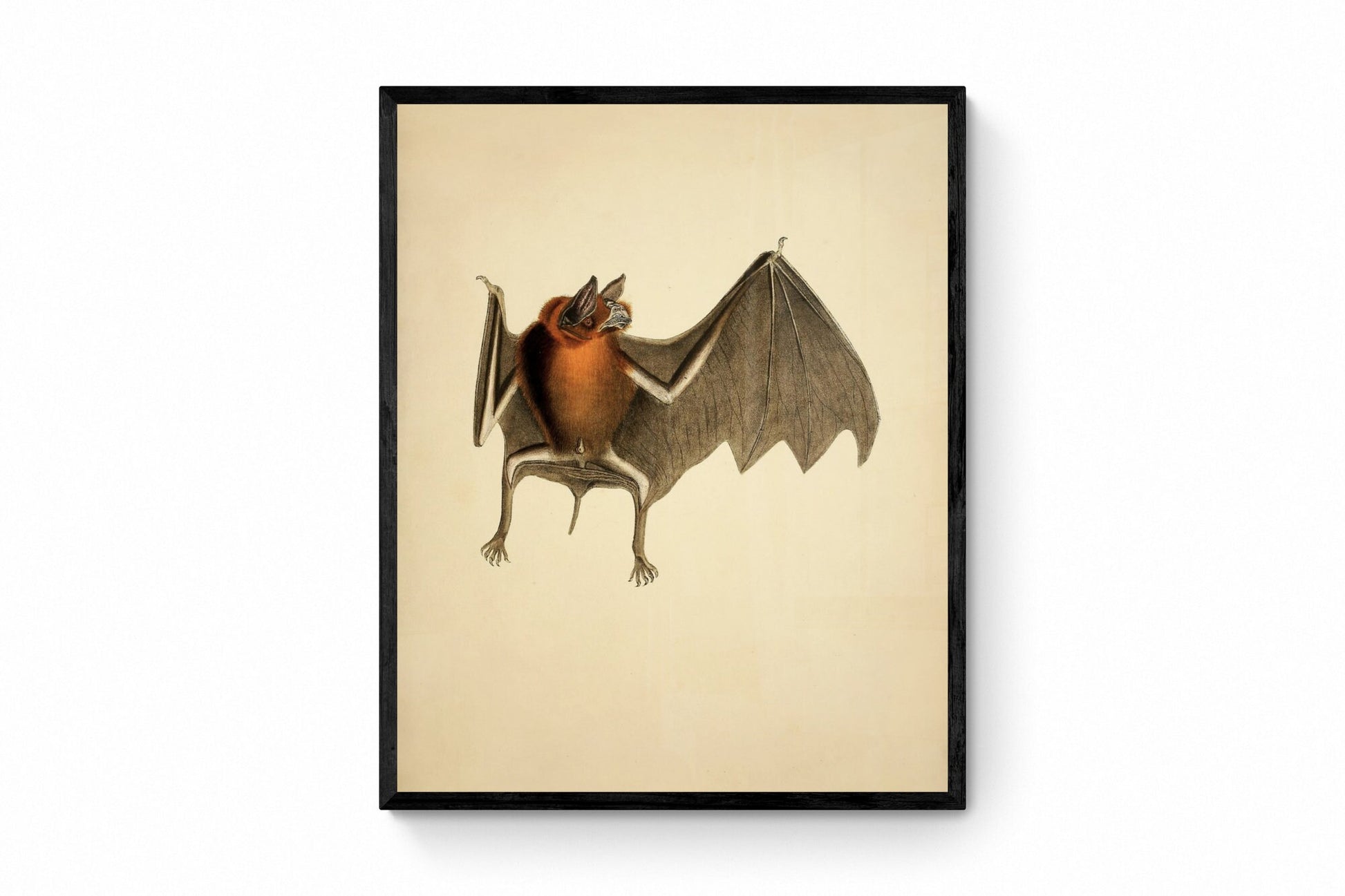 Bat Print - (Chilonycteris rubiginosa) - Antique Reproduction - Available Framed