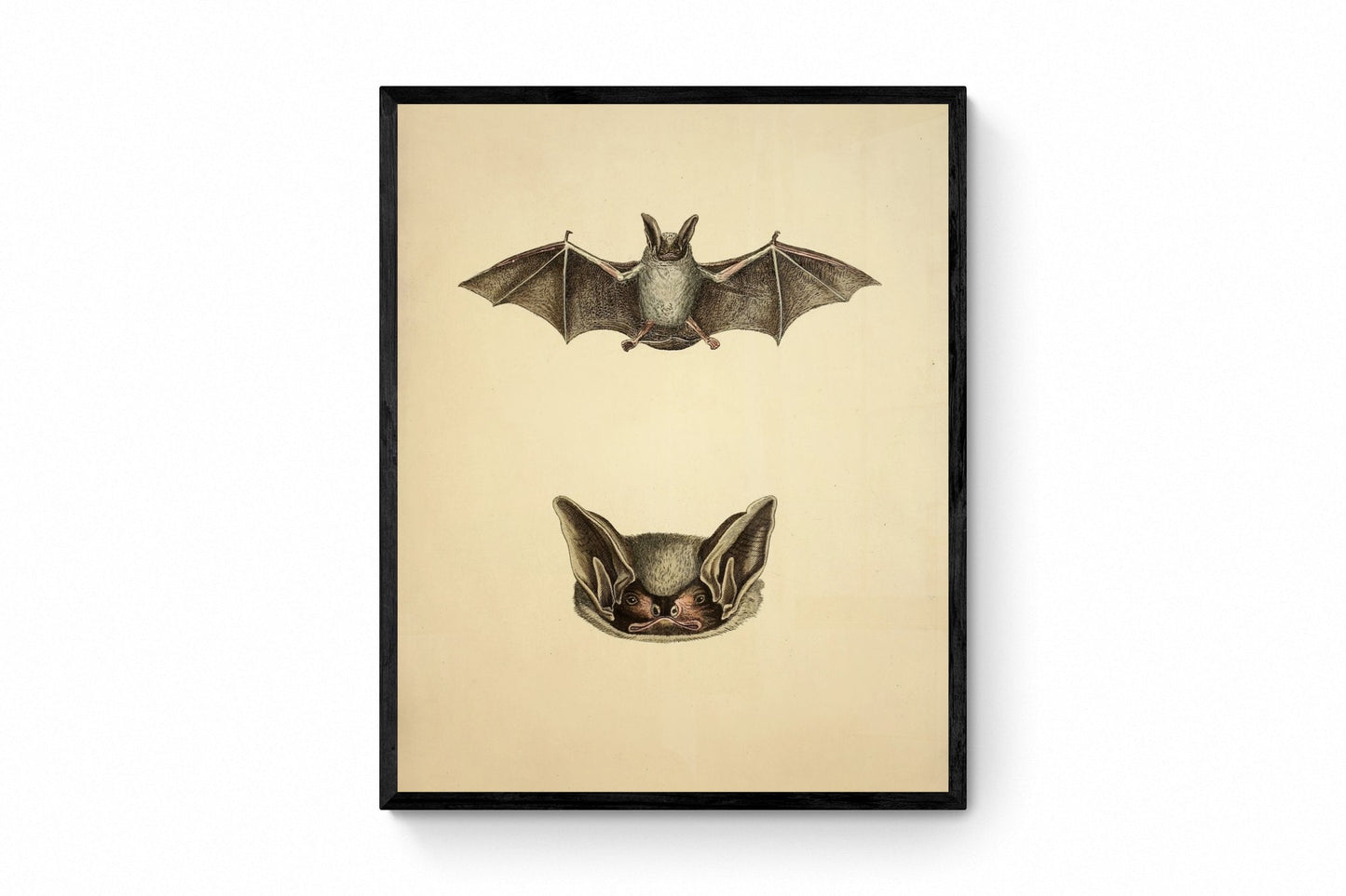 Bat Print - Parti-coloured bat? (Vespertilio murinus Linn) - Antique Reproduction - Available Framed