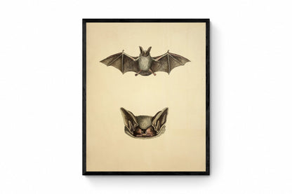 Bat Print - Parti-coloured bat? (Vespertilio murinus Linn) - Antique Reproduction - Available Framed