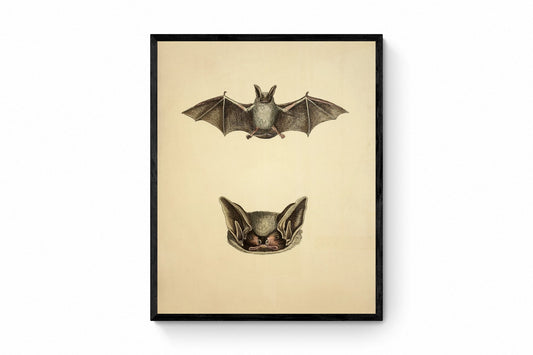 Bat Print - Parti-coloured bat? (Vespertilio murinus Linn) - Antique Reproduction - Available Framed