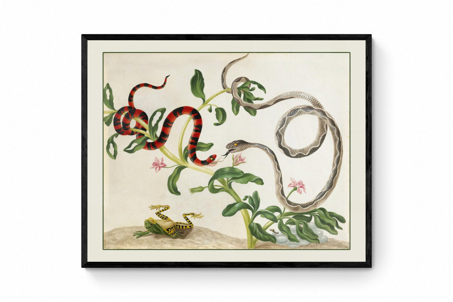 Fighting Snakes and Frog Print - False Coral Snake and Banded Cat-eyed Snake - dated c. 1701¬†- Antique Reproduction - Available Framed