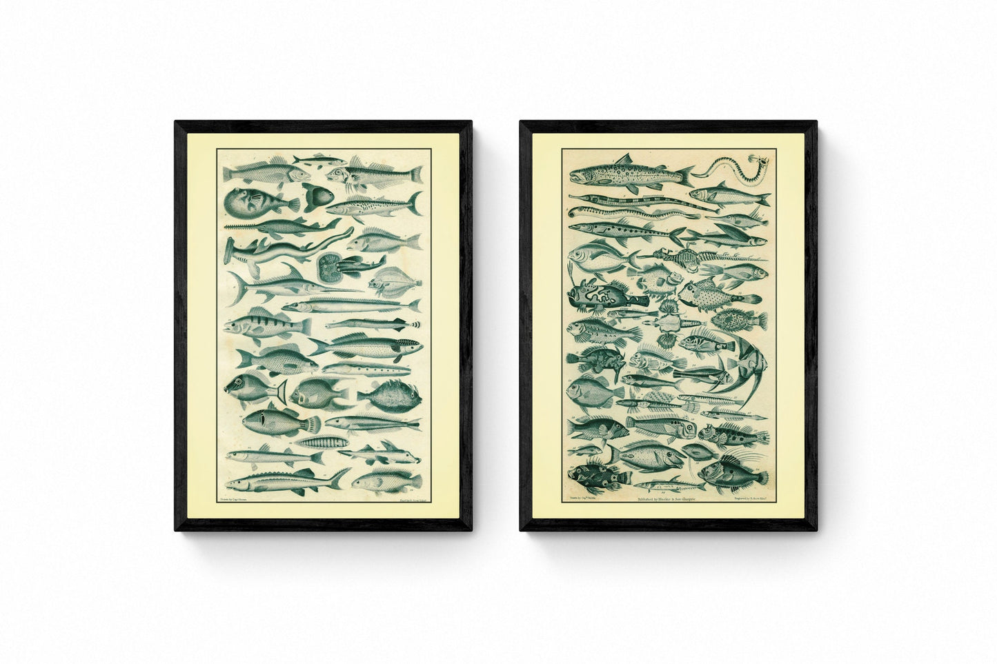 Fishes Set of 2 Prints – antique art print from Ninska Designs
