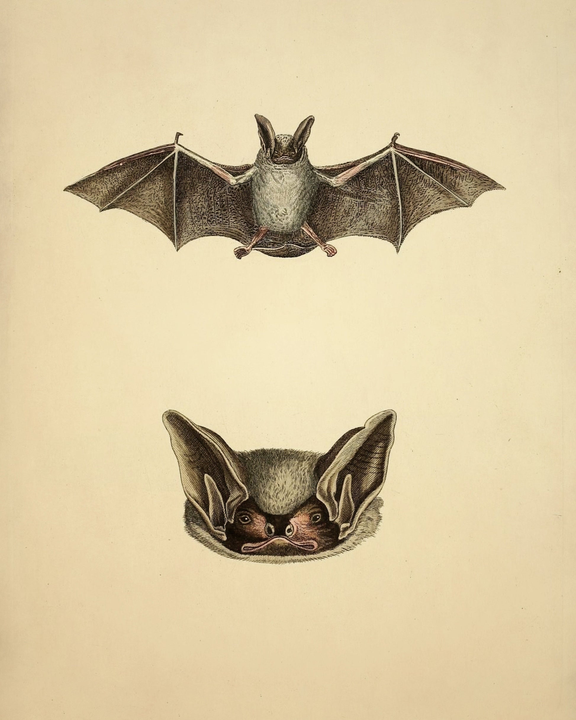 Bat Print - Parti-coloured bat? (Vespertilio murinus Linn) - Antique Reproduction - Available Framed