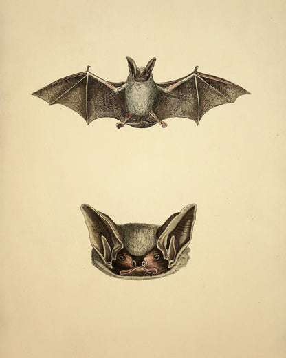 Bat Print - Parti-coloured bat? (Vespertilio murinus Linn) - Antique Reproduction - Available Framed