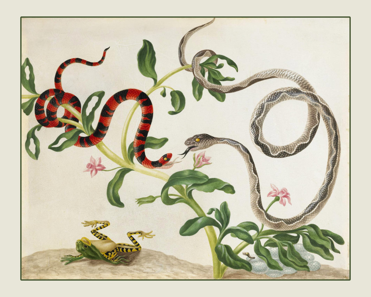 Fighting Snakes and Frog Print - False Coral Snake and Banded Cat-eyed Snake - dated c. 1701¬†- Antique Reproduction - Available Framed
