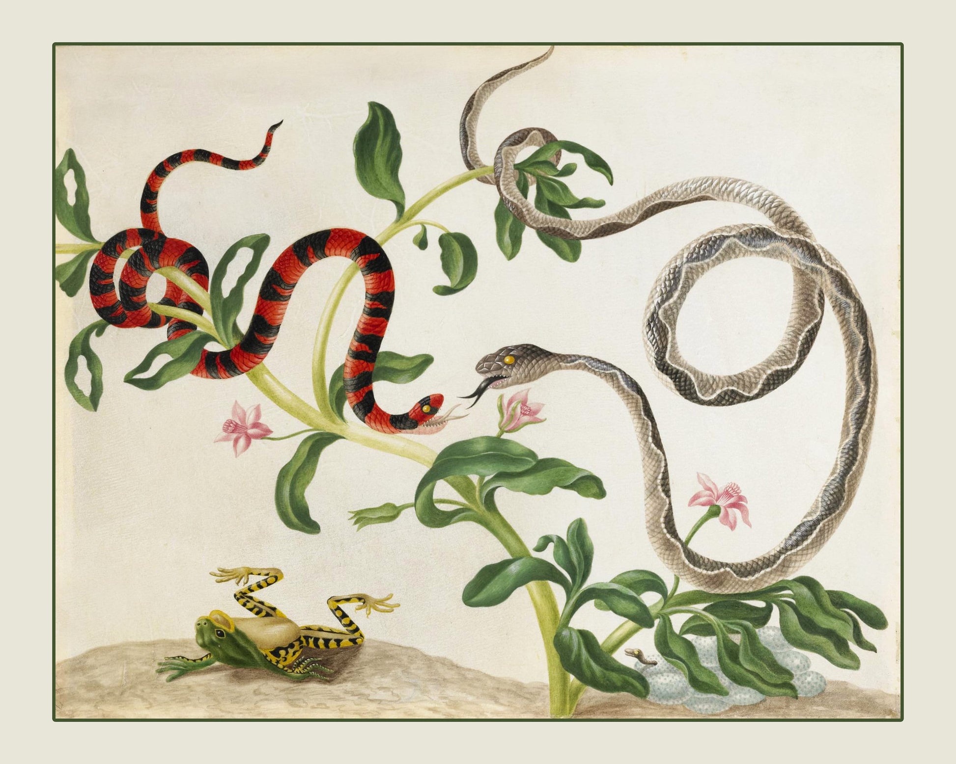 Fighting Snakes and Frog Print - False Coral Snake and Banded Cat-eyed Snake - dated c. 1701¬†- Antique Reproduction - Available Framed