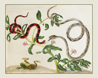 Fighting Snakes and Frog Print - False Coral Snake and Banded Cat-eyed Snake - dated c. 1701¬†- Antique Reproduction - Available Framed
