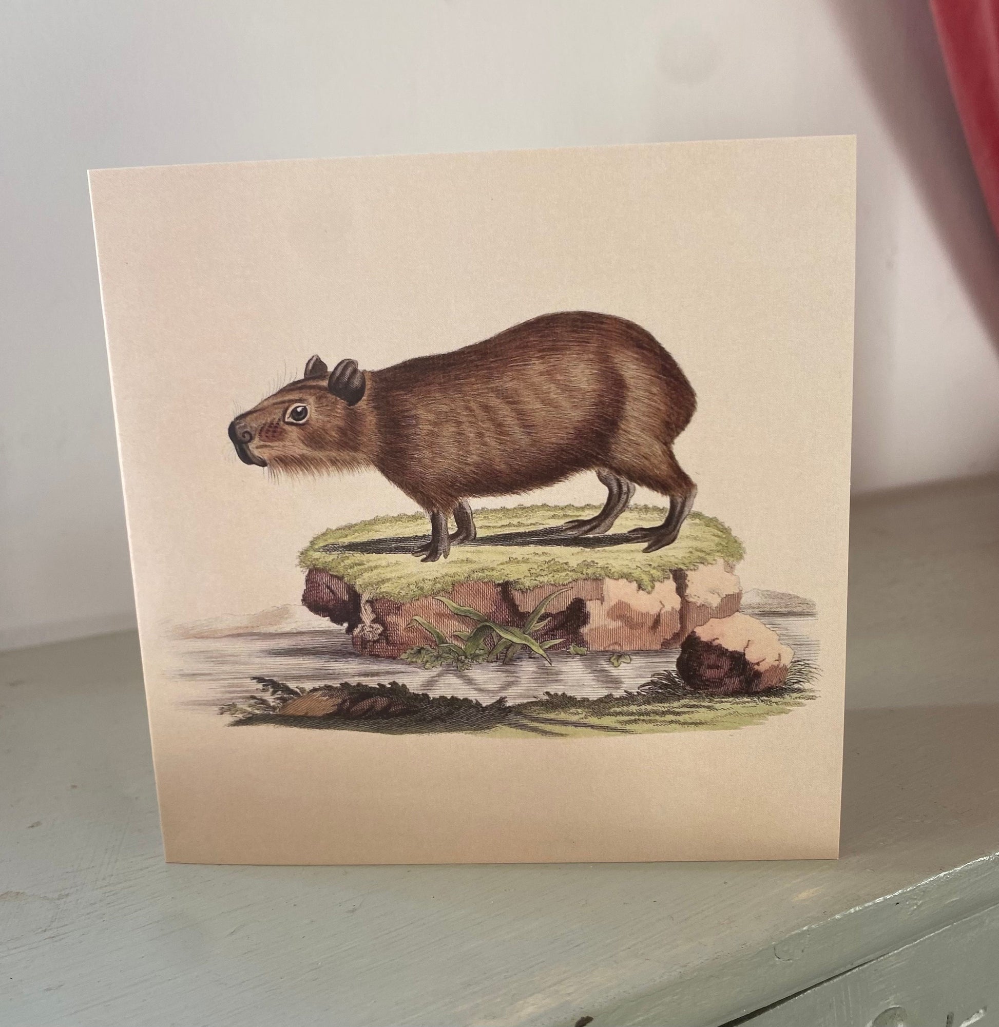 Capybara Greeting Card - 125 x 125mm Square Card - Antique Reproduction - FREE SHIPPING