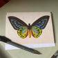 Butterfly Antique A6 Greeting Card - Antique Reproduction - FREE SHIPPING