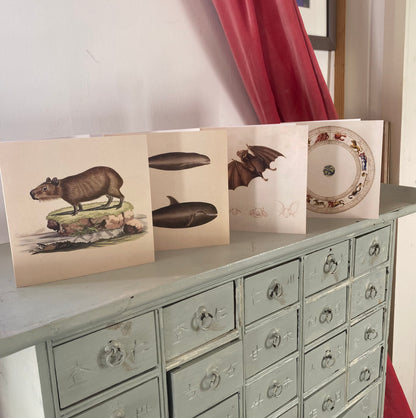 Antique Whales 125 x 125mm Square Greeting Card - Delphinus Carbonarius and Delphinus Melas - Pilot Whale - FREE SHIPPING