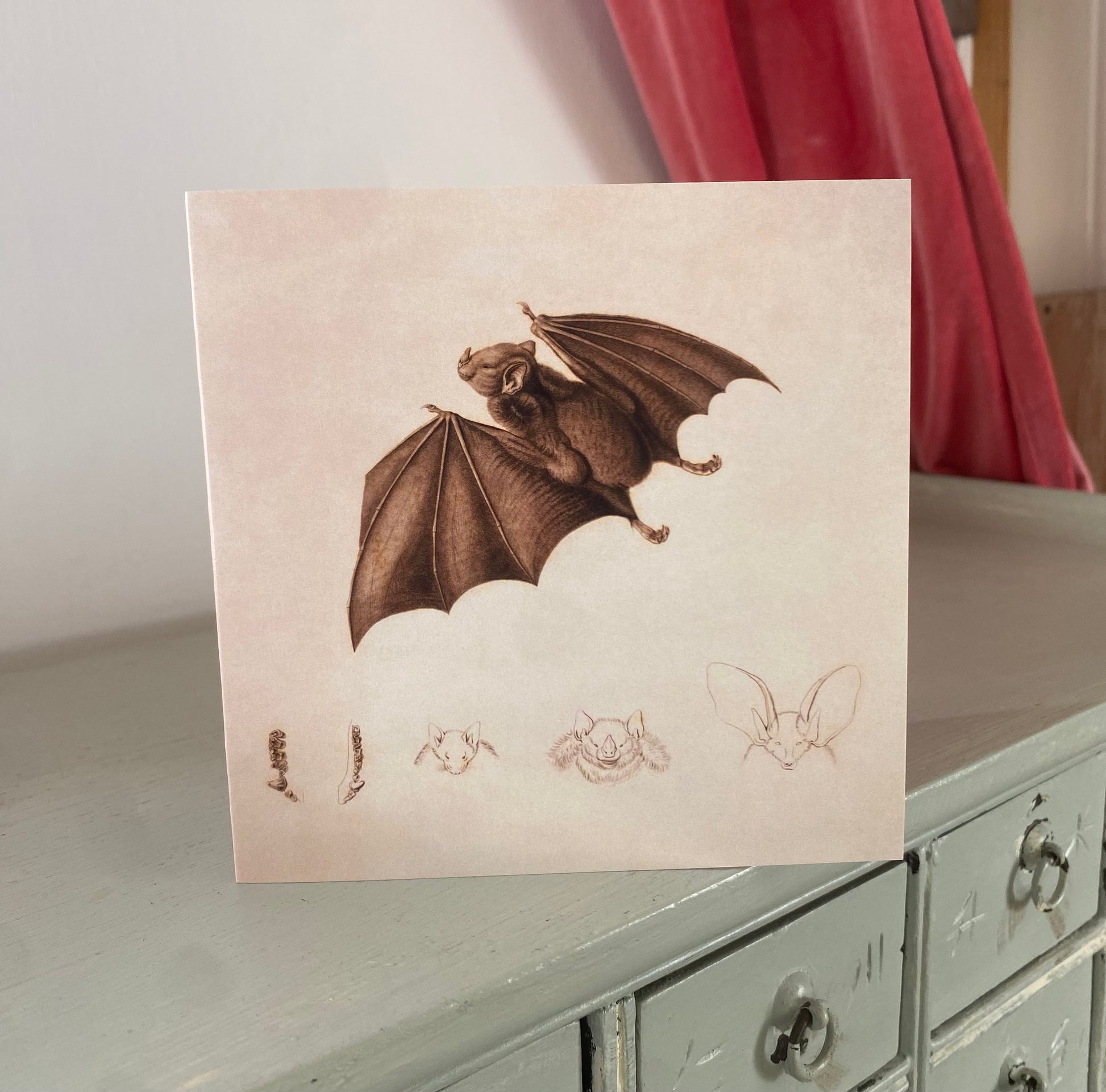 Fruit Bat Greeting Card - 125 x 125mm Square Card - Red Fruit Bat Stenoderma Chilensis - Antique Reproduction - FREE SHIPPING