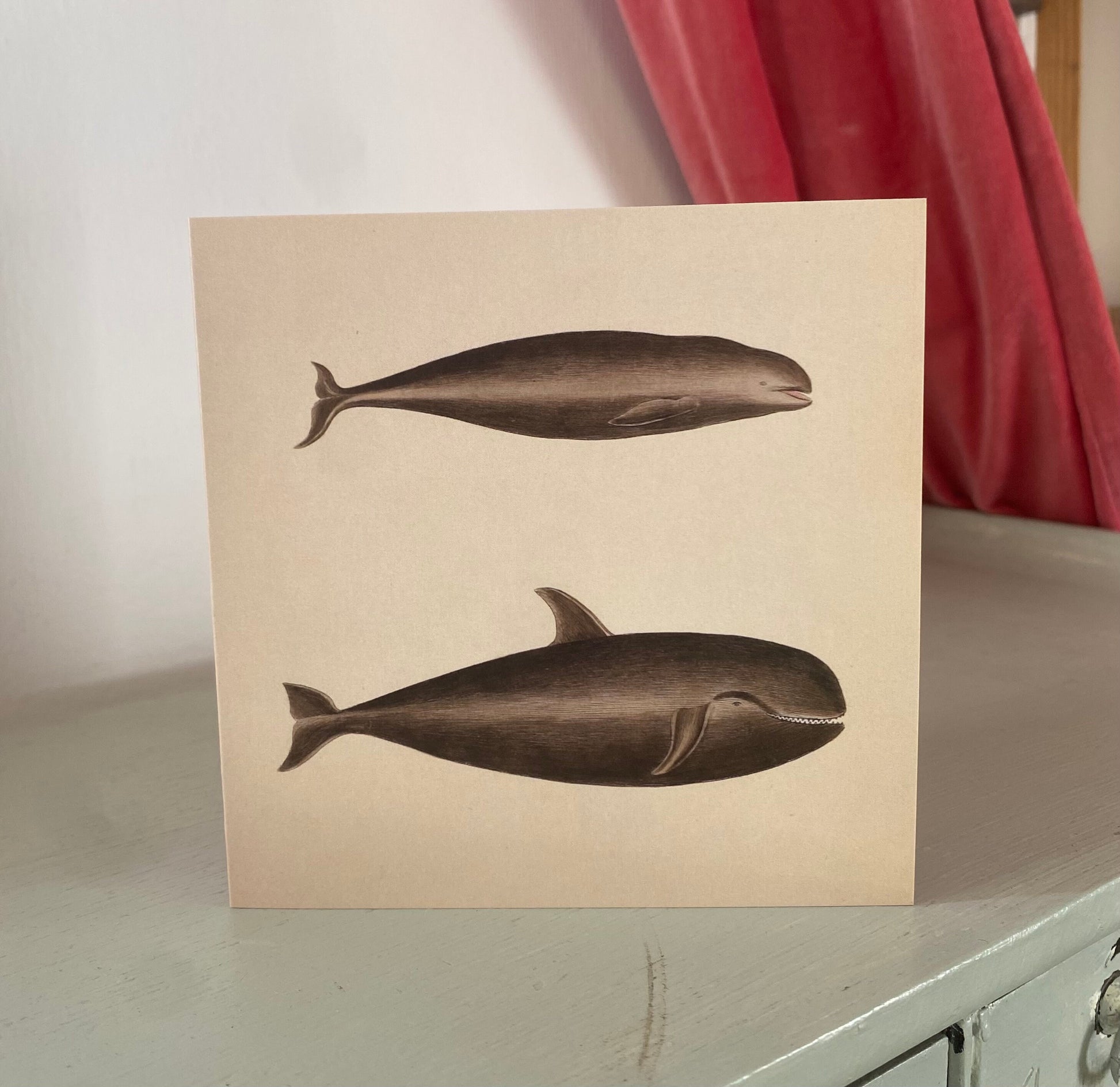 Antique Whales 125 x 125mm Square Greeting Card - Delphinus Carbonarius and Delphinus Melas - Pilot Whale - FREE SHIPPING