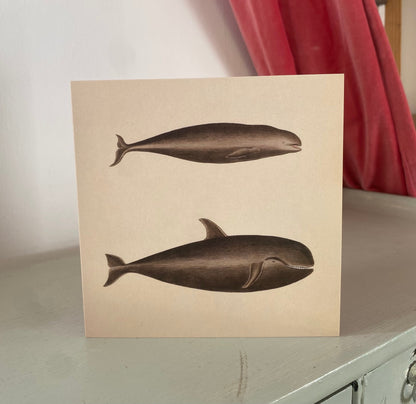 Antique Whales 125 x 125mm Square Greeting Card - Delphinus Carbonarius and Delphinus Melas - Pilot Whale - FREE SHIPPING