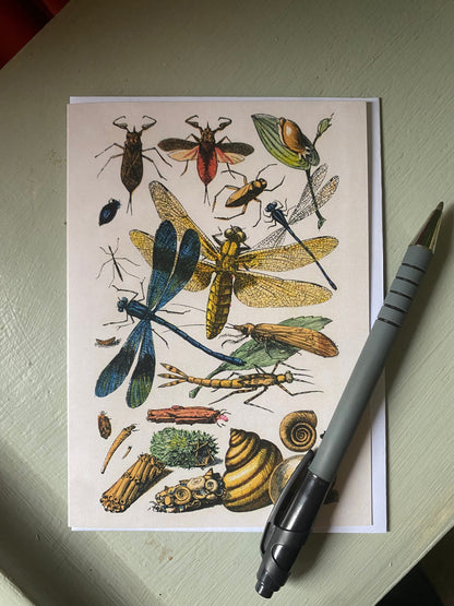 Insects Antique Greeting Card – antique art print from Ninska Designs