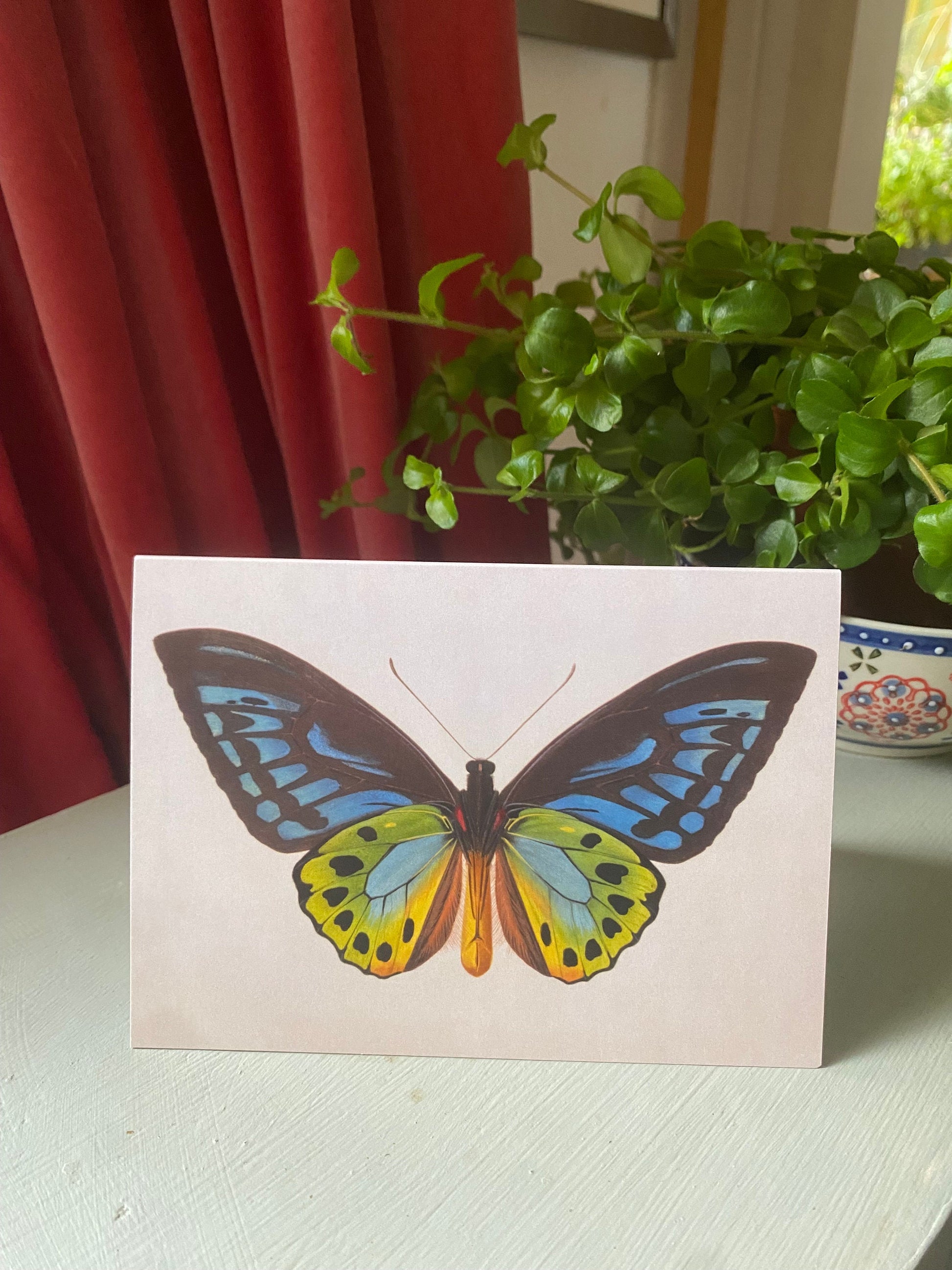 Butterfly Antique A6 Greeting Card - Antique Reproduction - FREE SHIPPING