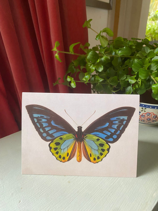 Butterfly Antique A6 Greeting Card - Antique Reproduction - FREE SHIPPING