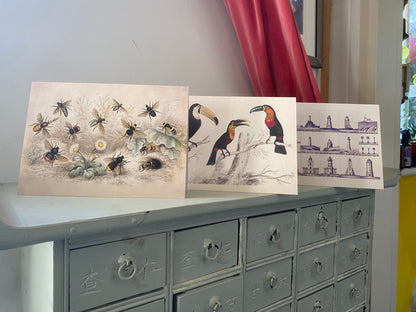 Bee Antique 5x7 inch Greeting Card - Antique Reproduction - FREE SHIPPING