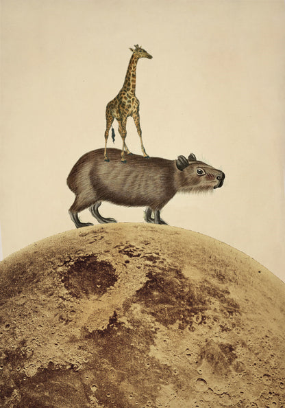 Giraffe Capybara Moon Collage Print - Antique Reproduction - Available Framed