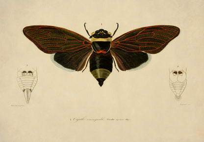Cicada Print - Antique Reproduction - Insect Art - Entomology - Available Framed
