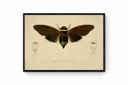 Cicada Print – antique art print from Ninska Designs