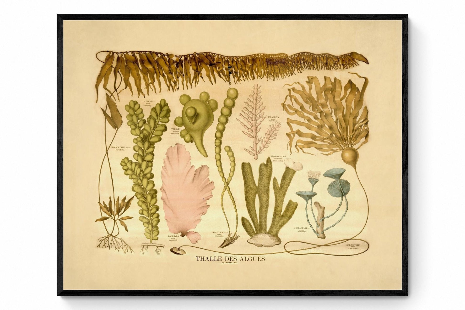 Algae Thalli - Seaweed Print - Antique Reproduction - Botanical Art - Ocean Decor - Marine Algae - Available Framed