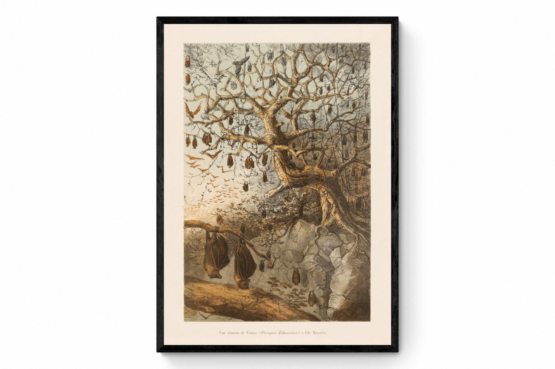 Indian Flying Fox meeting in Mayotte Island - dated 1868 - Antique Reproduction - Natural History - Bat - Available Framed