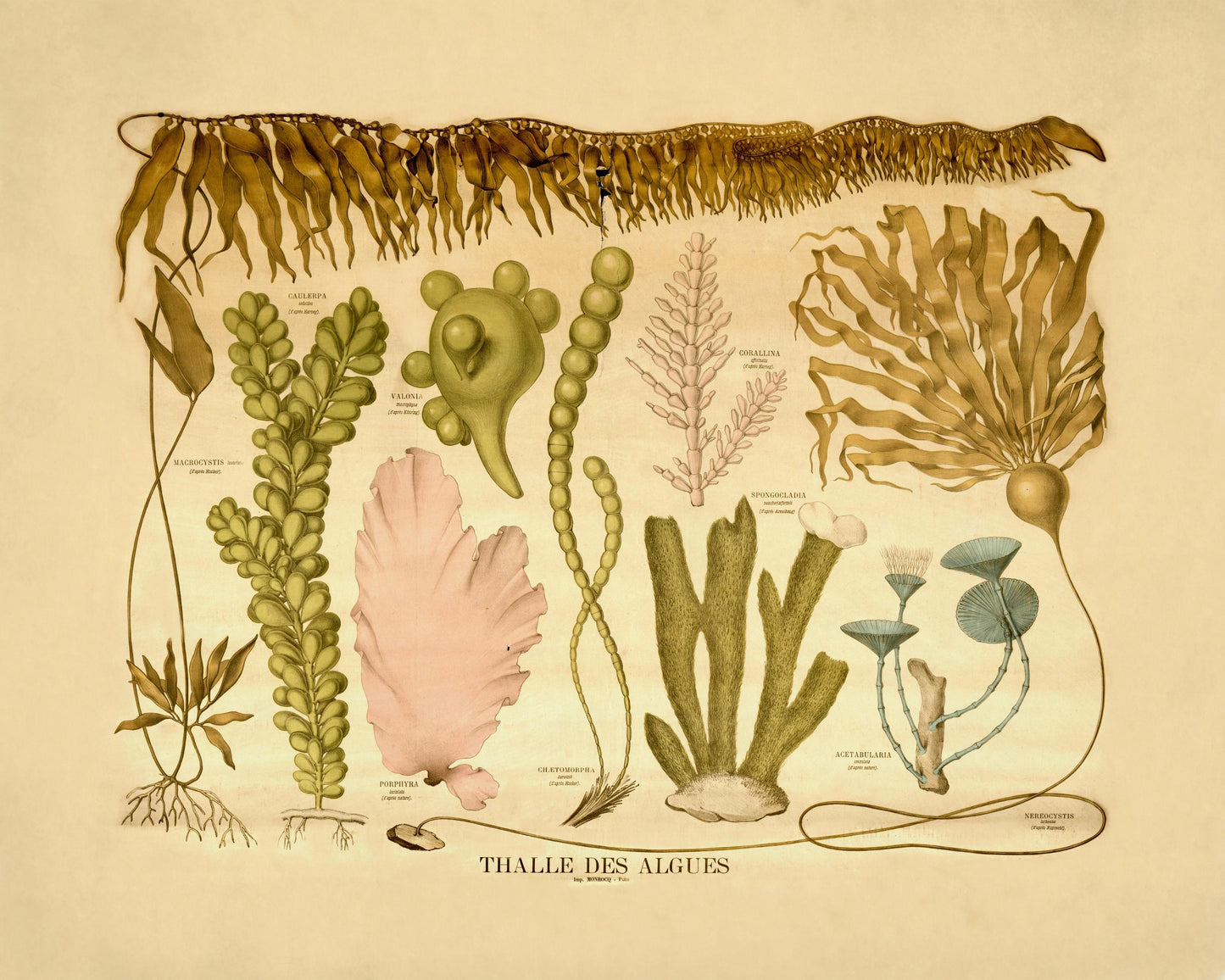 Algae Thalli - Seaweed Print - Antique Reproduction - Botanical Art - Ocean Decor - Marine Algae - Available Framed