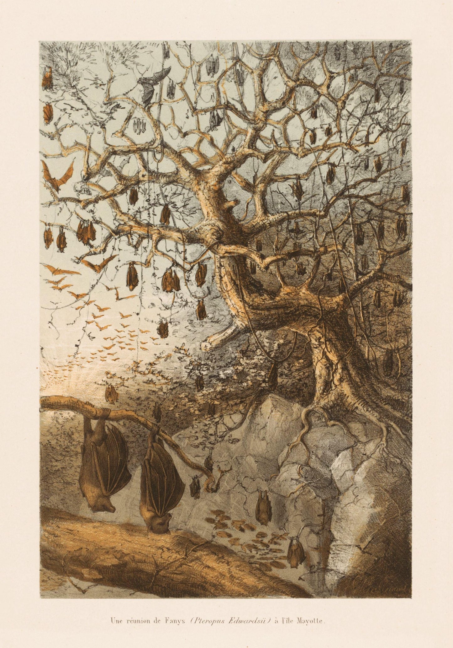 Indian Flying Fox meeting in Mayotte Island - dated 1868 - Antique Reproduction - Natural History - Bat - Available Framed