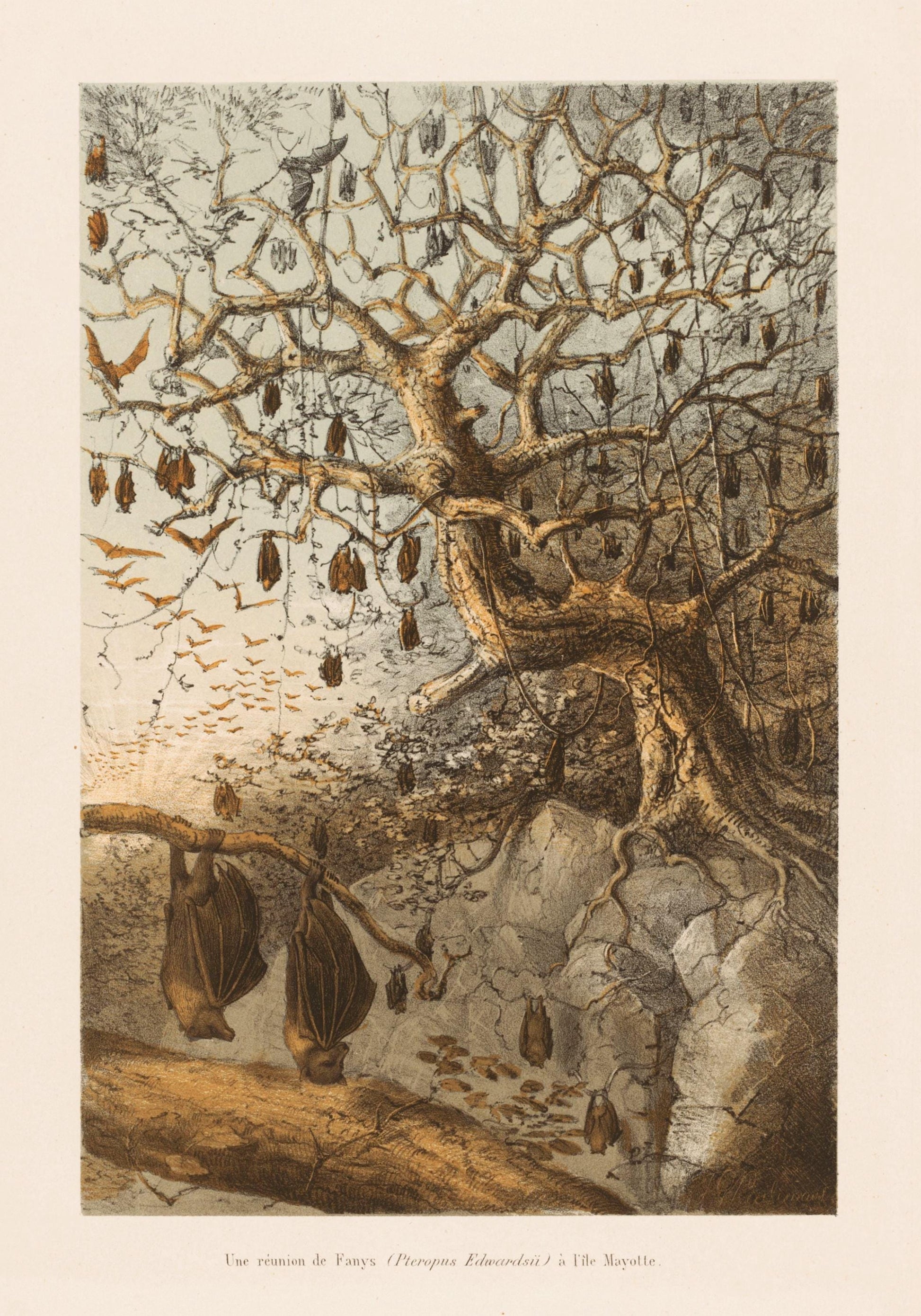 Indian Flying Fox meeting in Mayotte Island - dated 1868 - Antique Reproduction - Natural History - Bat - Available Framed