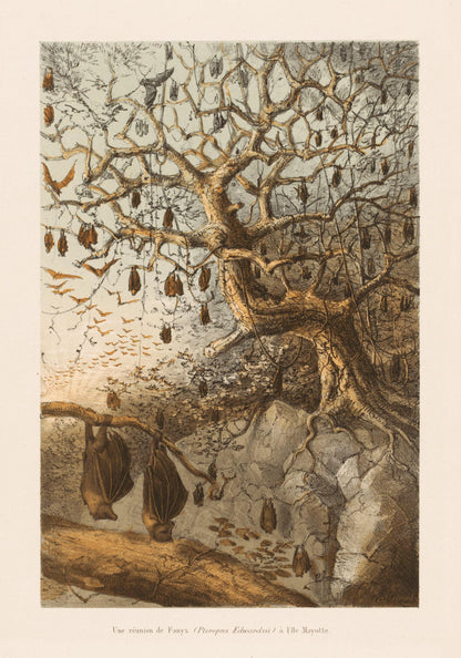 Indian Flying Fox meeting in Mayotte Island - dated 1868 - Antique Reproduction - Natural History - Bat - Available Framed
