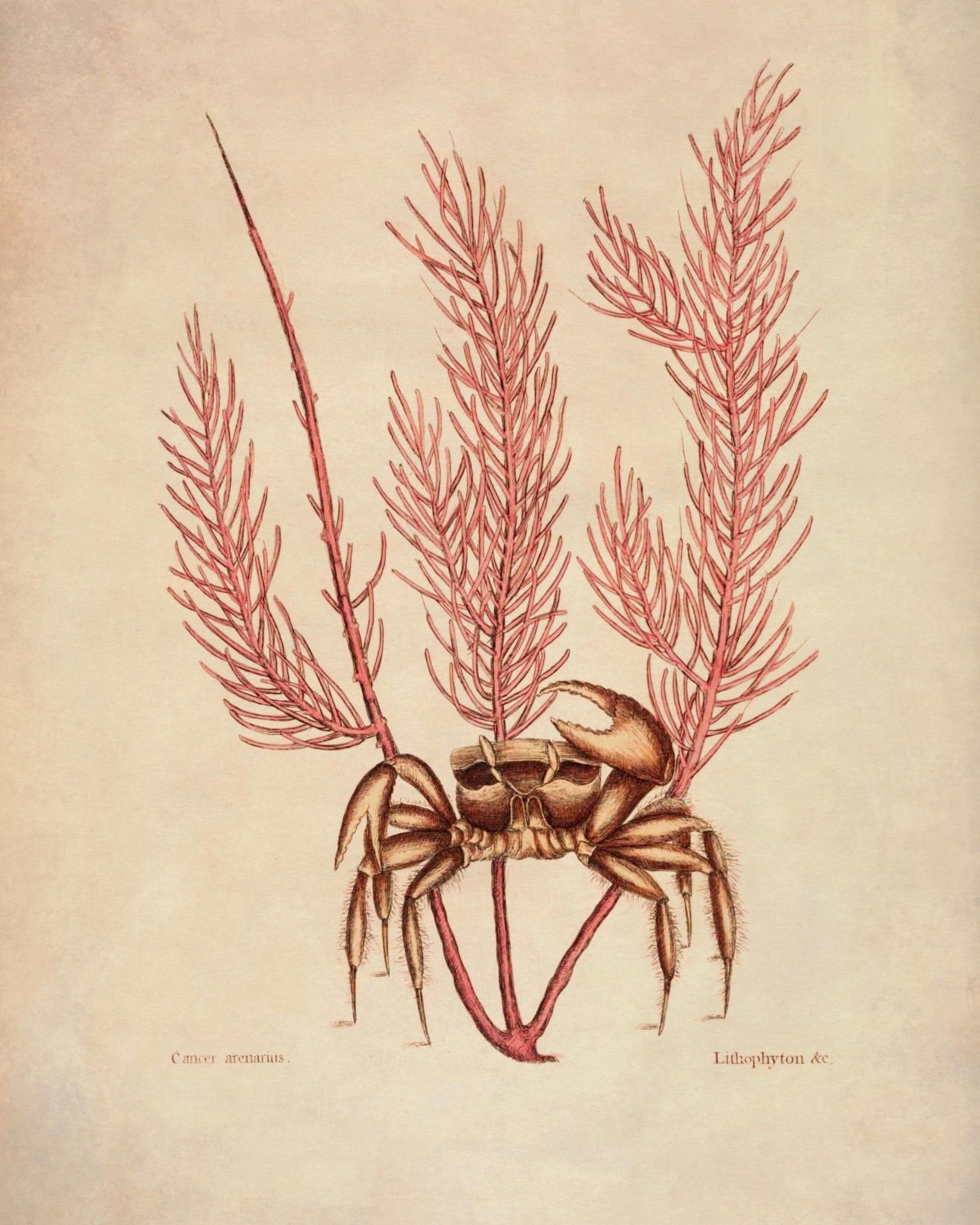 Crab (Cancer Arenarius) and Litophyton Coral - dated 1771 - Antique Reproduction - Available Framed